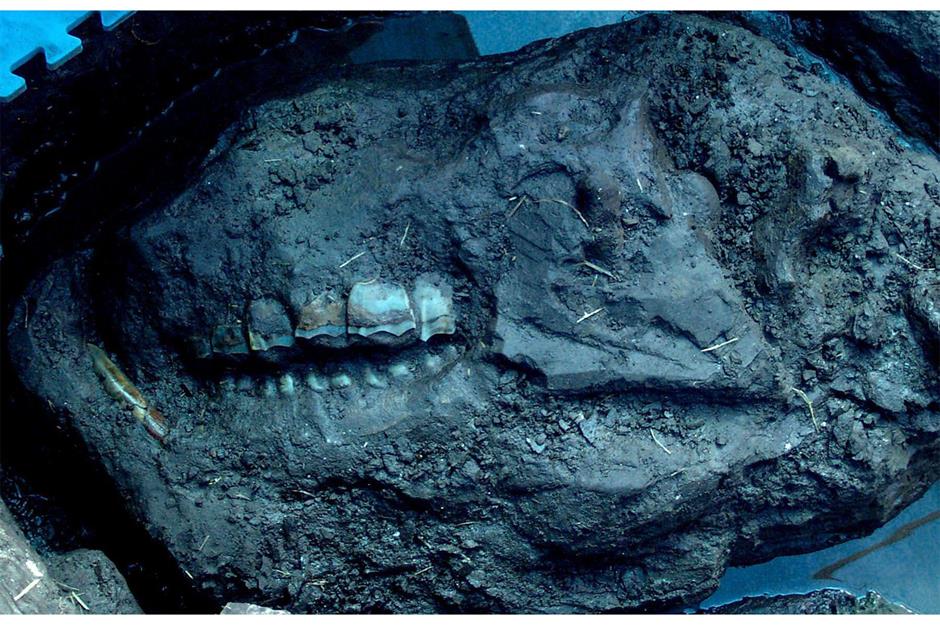 Tennessee: Gray Fossil Site
